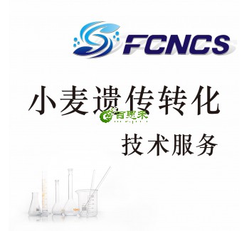 小麦遗传转化