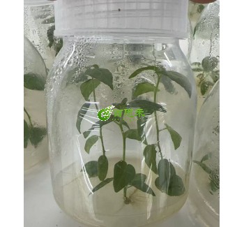 84k杨树组培苗