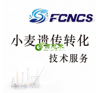小麦遗传转化