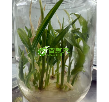 小黄姜组培苗