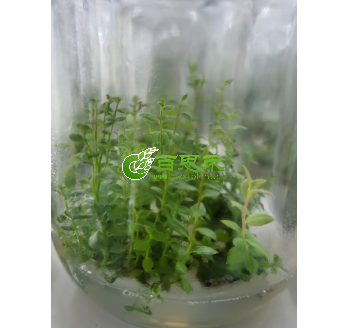 各个品种蓝莓组培苗