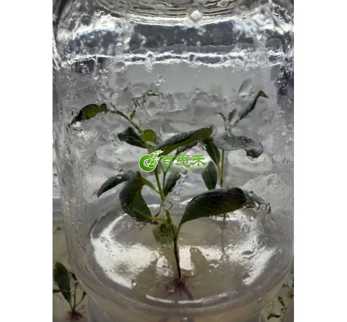 香杨杨树组培苗