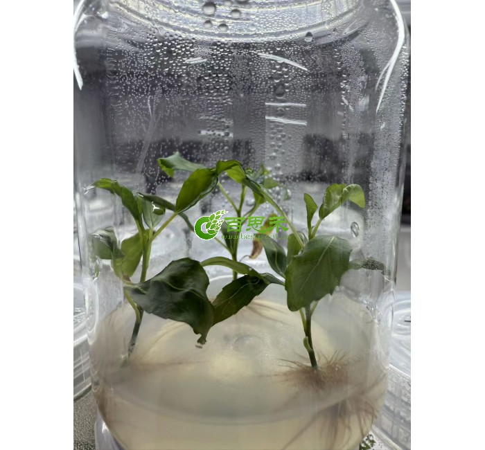 NL895杨树组培苗